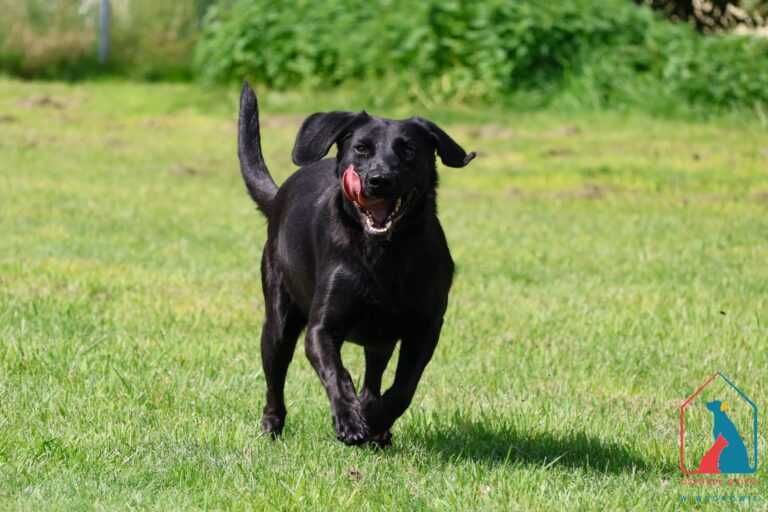 młoda fajna sunia Tonka szuka domu!