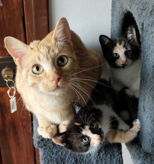Gatinhas para adoção em Aveiro