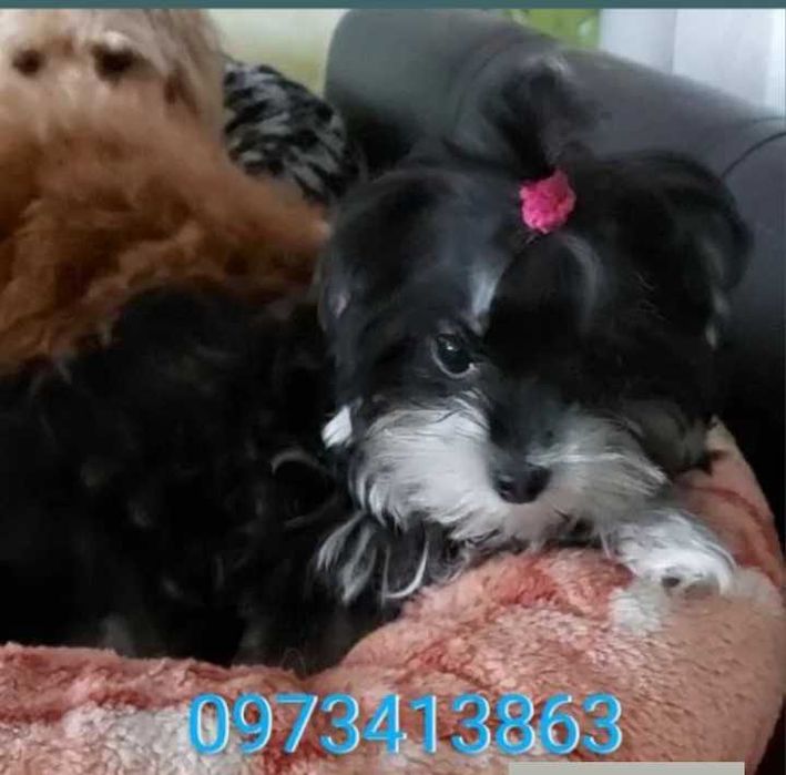 Дівчинка мальтезе