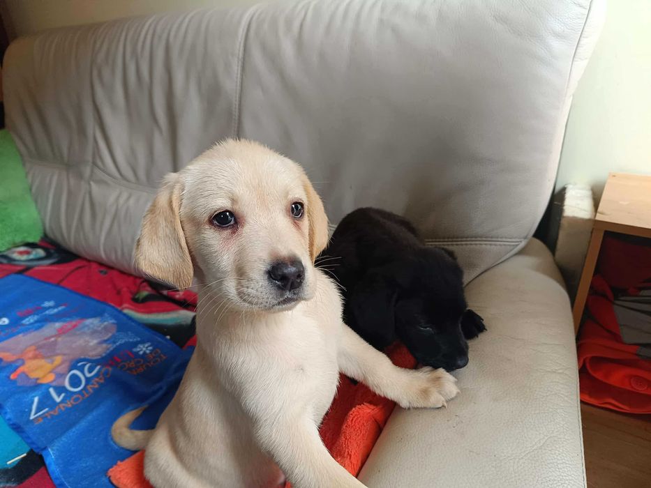 Labrador szczeniak [Bielsko-Biała]