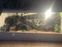 Terrarium 100x50x50