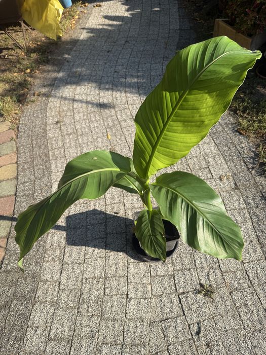 Bananowiec mussa basjoo