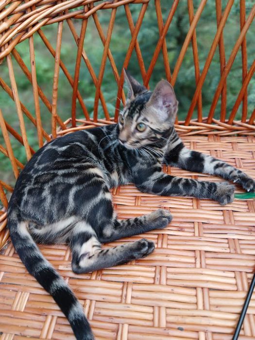 Эксклюзивный Бенгальский котенок,девочка 4мес