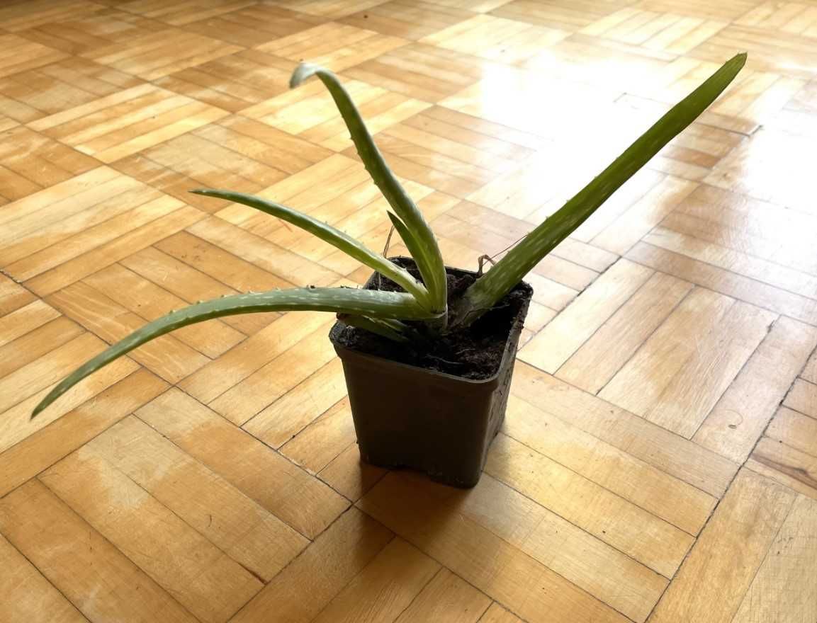 Aloes Leczniczy aloe vera sadzonki