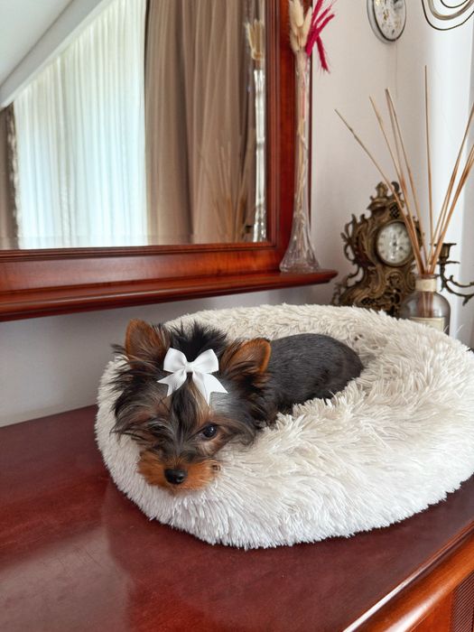 Йоркширський терʼєр віп ,дівчинка міні