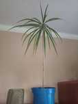 Dracena, młoda sadzonka