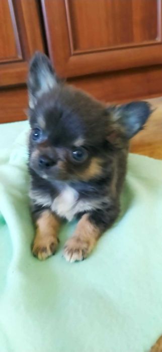 Chihuahua piesek suczka szczeniak ZKwP FCI czekoladowy mini