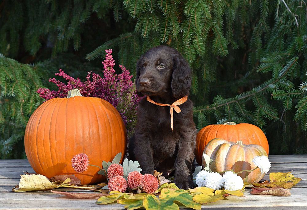 Flat Coated Retriever - wątrobiany chłopak, już do odbioru  ZKwP/FCI