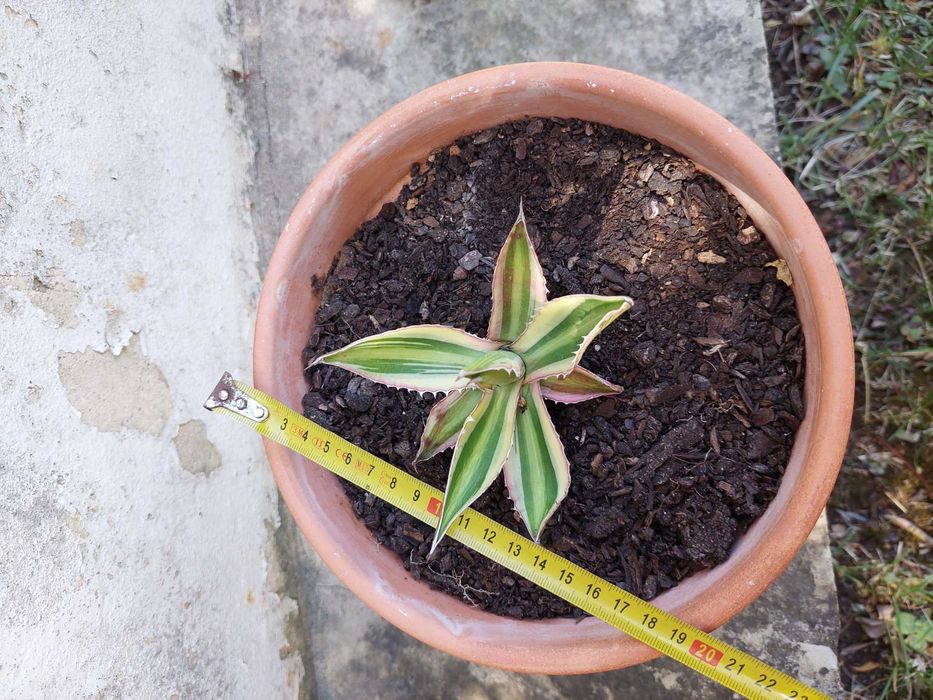 Agave lophantha tricolor