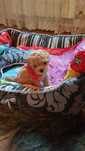 Maltipoo cudowny miniaturowy śliczny morelowy słodziak