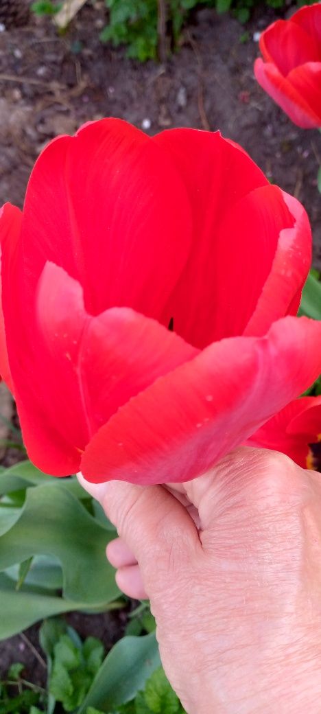 Тюльпани червоні ранні.