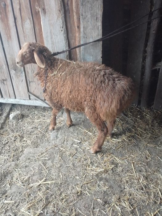 Продаж або обмін.