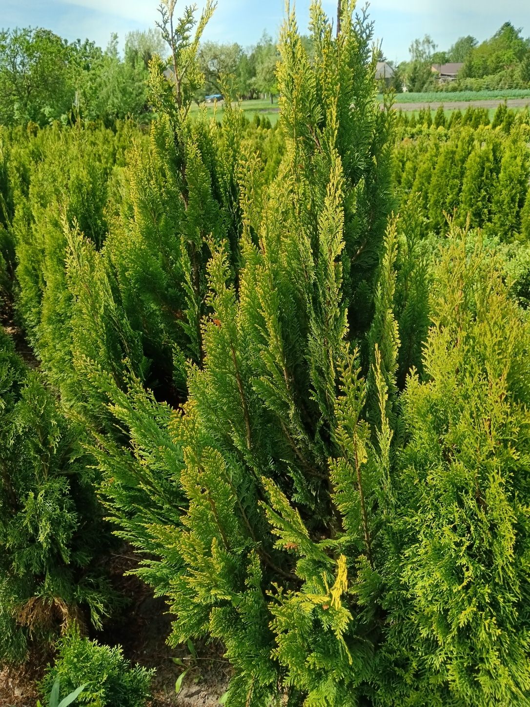 Cyprys verigatum
