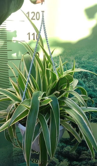 Хлорофитум в кашпо 4 литра