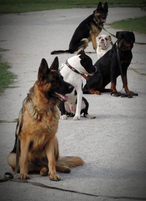 Ліцензований кінолог. Кропивницький