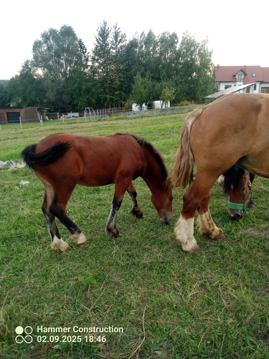 Źrebica, klacz zimnokrwista.