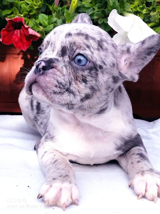 Малыши французы.