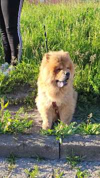 Chow chow z rodowodem