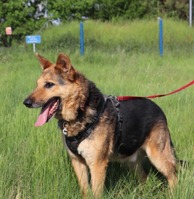 Szarik Owczarek Niemiecki szuka domu