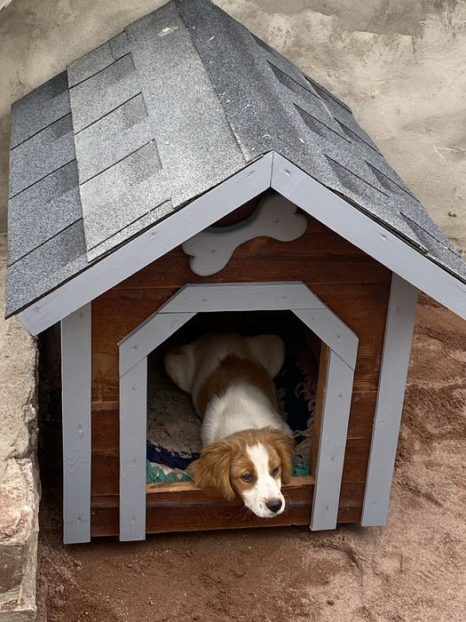 Будка для собак та котів