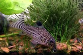 GB Kirysek nakrapiany , kirysek lamparci, Juiii. (Corydoras julii) –