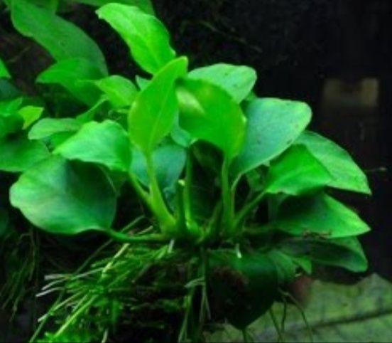 Anubias nana Barterii Zamienię