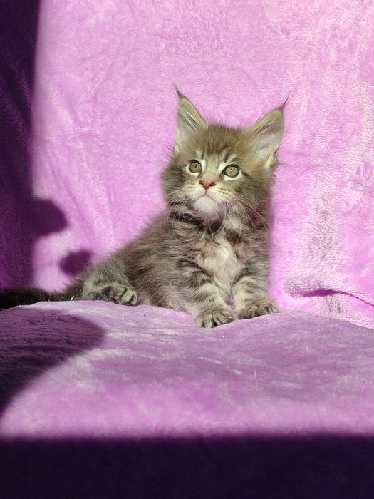 Кошенята породи Мейн-кун