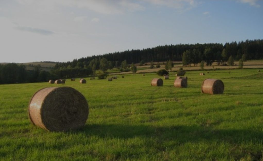 Siano, sianokiszonka, słoma, kukurydza.