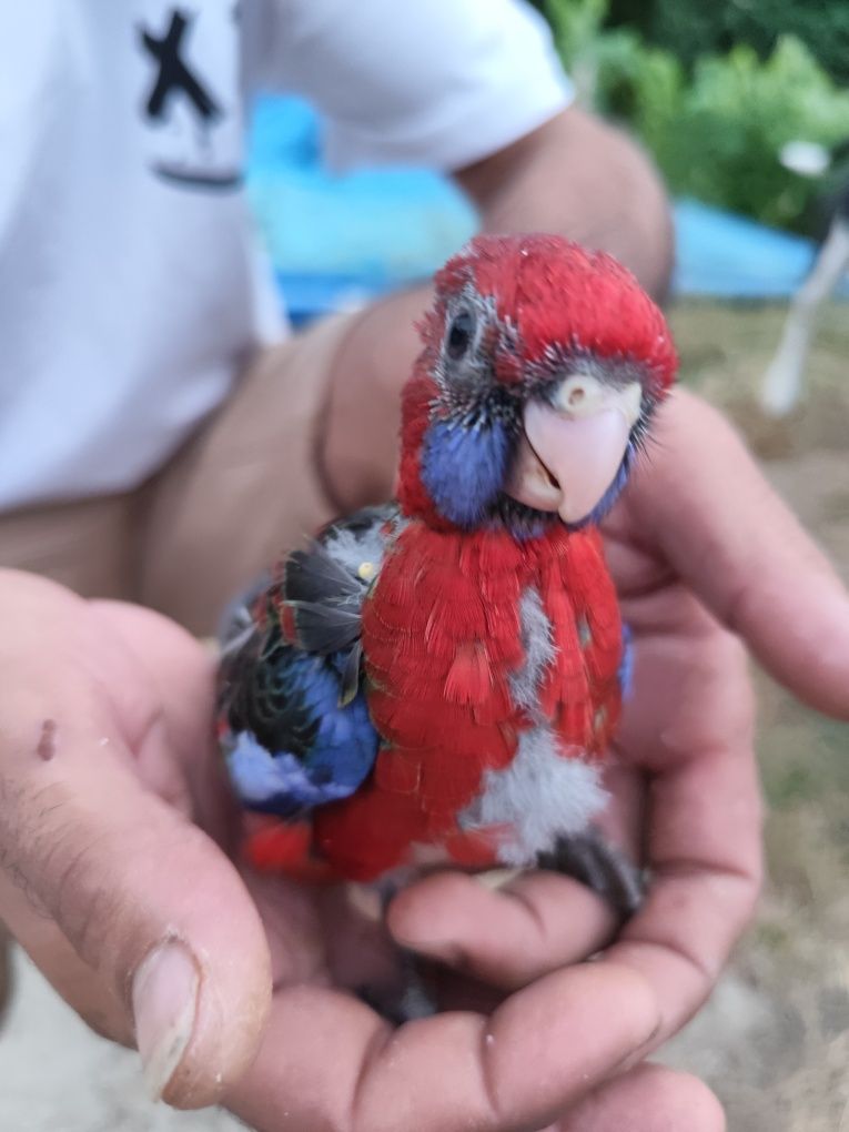 Roselas Penantes Vermelhas – Filhotes Mansos,  para Criação à Mão