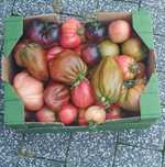 Pomidory BIO MIX