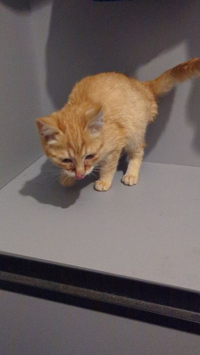 Руде Кошеня в добрі руки