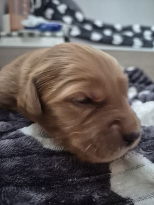 Golden Retriver ciemnozłota suczka  do odbioru po 7 stycznia