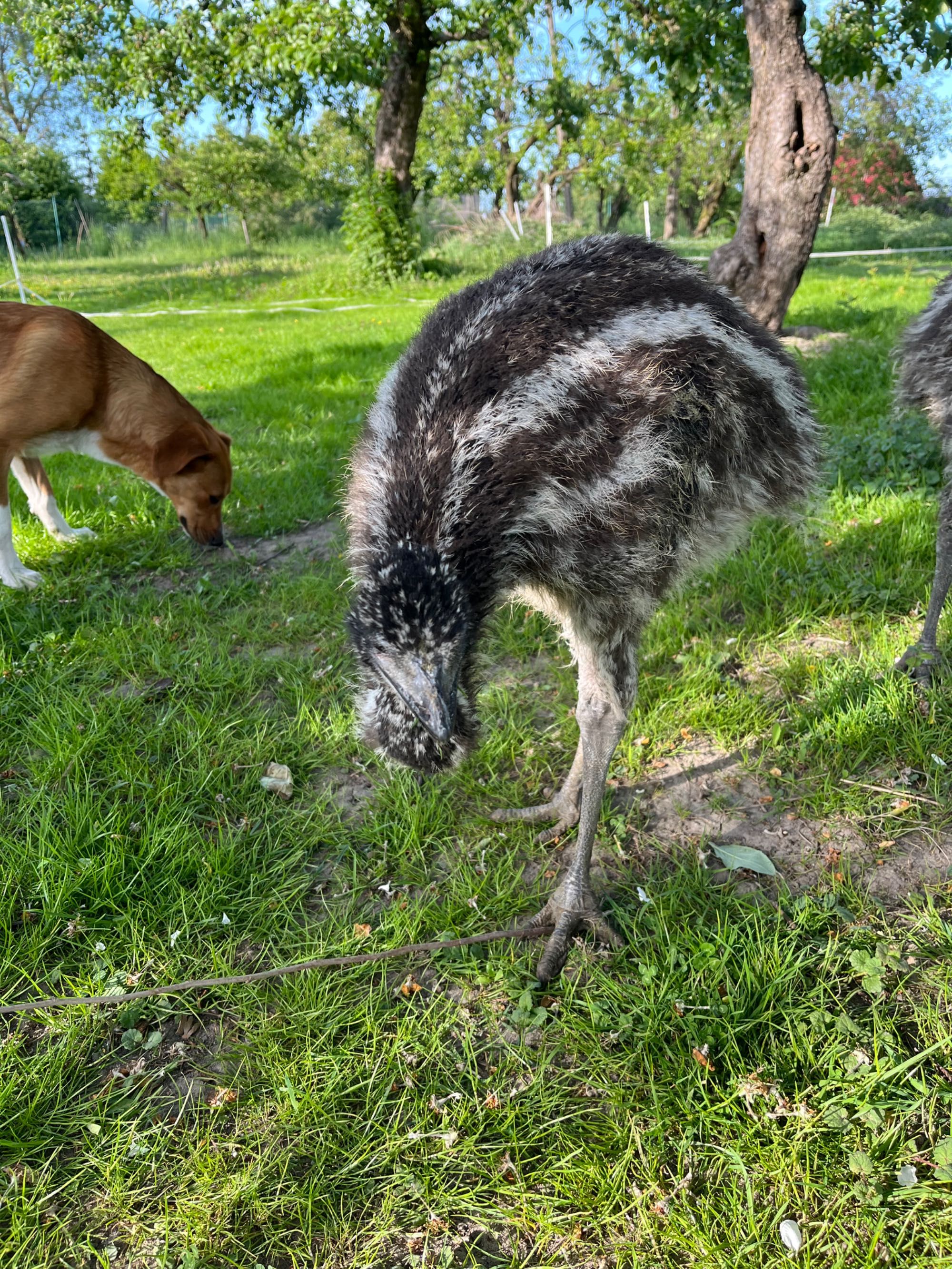 Sprzedam Emu 2-miesięczne oswojone. Na 90% para