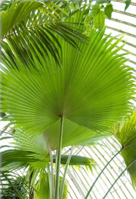 Rara Palmeira do Havaí, Lo'ulu Lelo ou Pritchardia hillebrandii