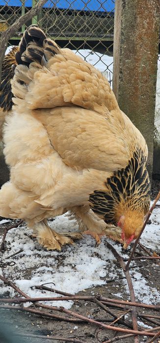 Інкубаційне яйце Брама палева