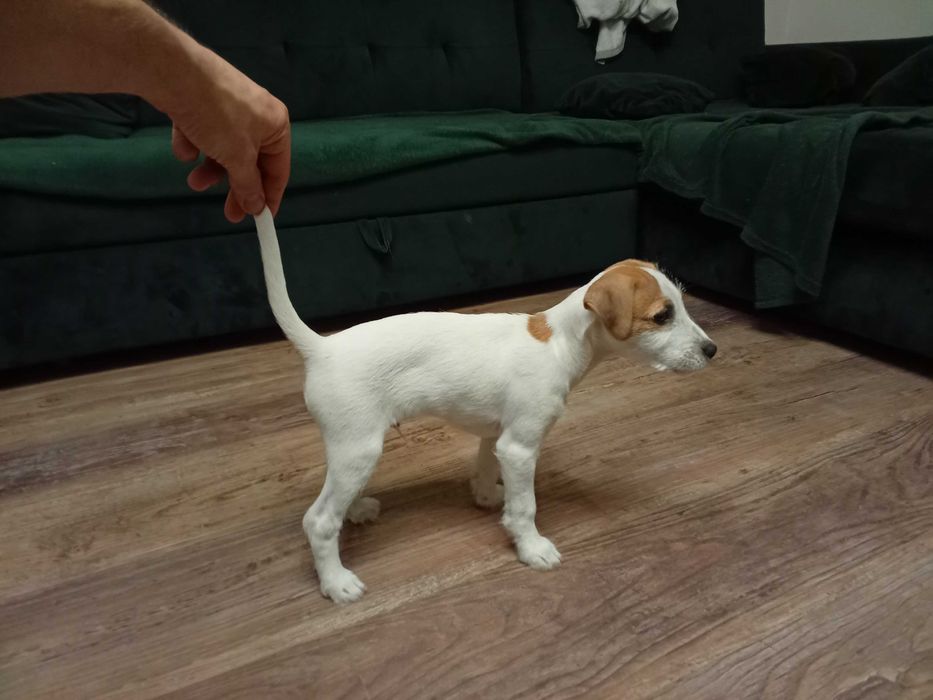Parson Russell terrier szuka domu, wiek 10 tygodni