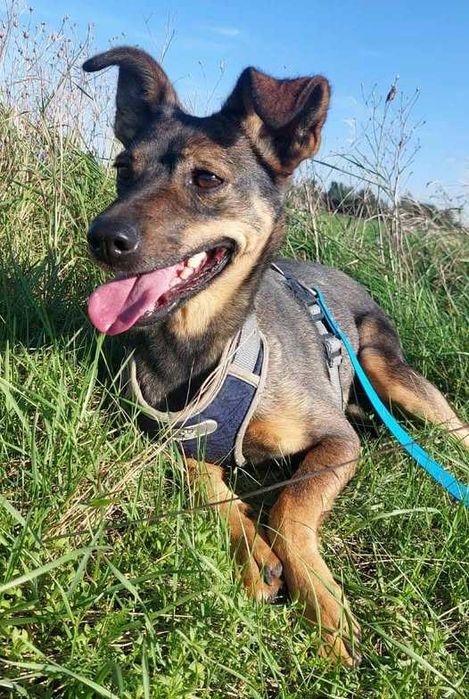 Młoda niewielka Stefka szuka spokojnego domku