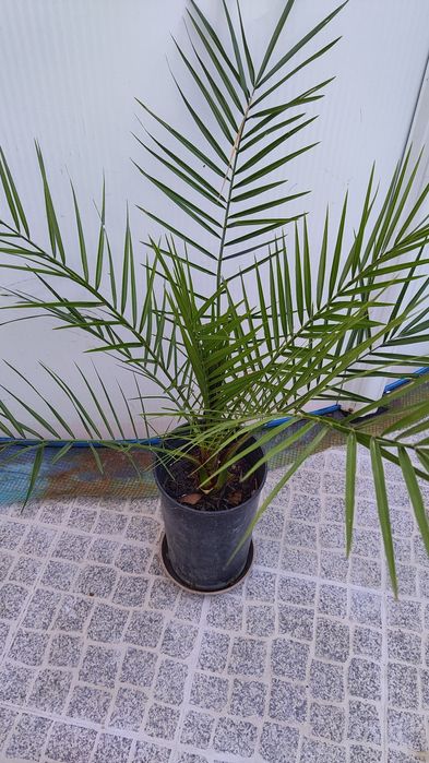 Vende-se Palmeiras em vaso