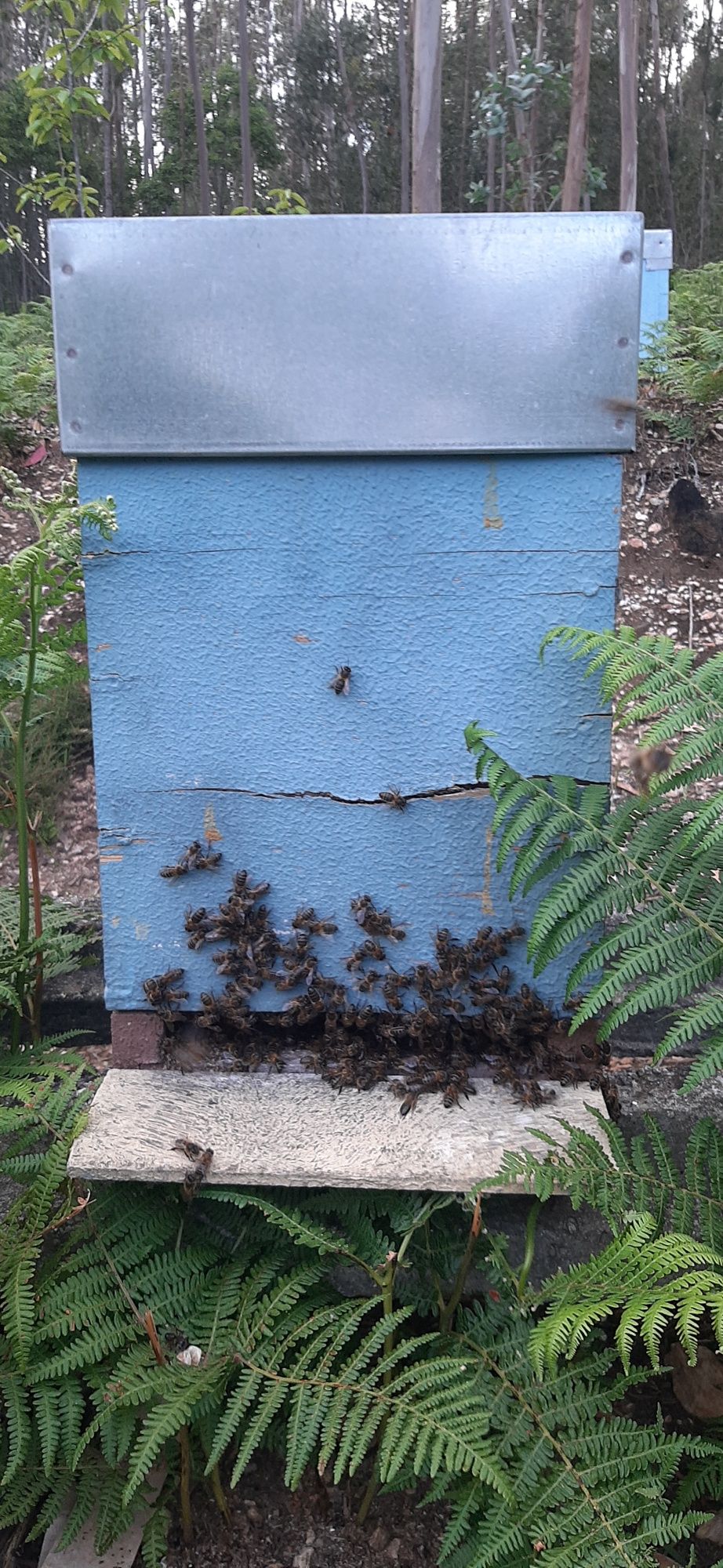 enxames de abelhas