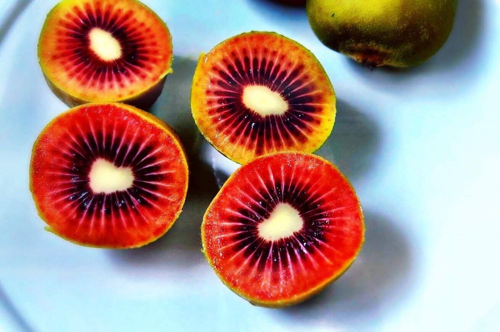 Kiwi Vermelho - MUITO DOCE - Planta viva de coleção