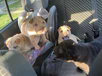 Shar Pei z Rodowodem