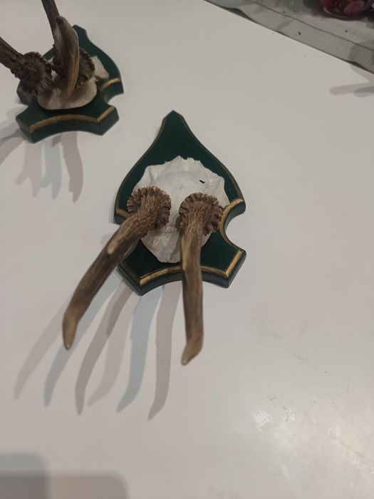 Poroża Jelonka na desce