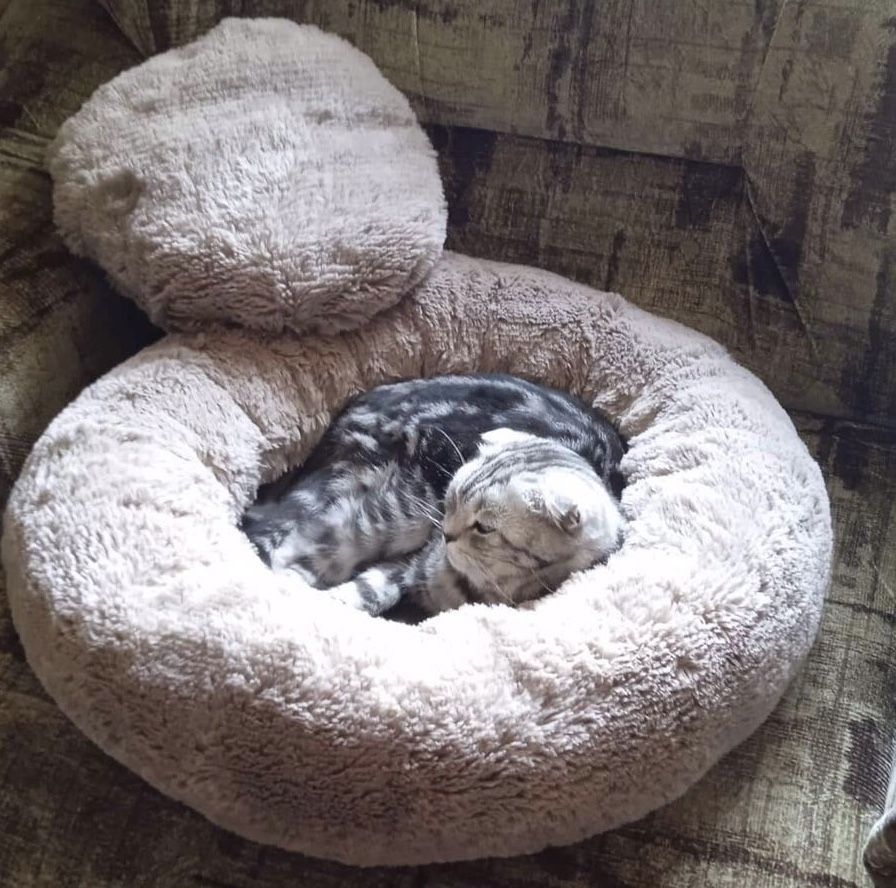 Кругла лежанка пуф хатинка лежак домик для котика собачки 4 кольори