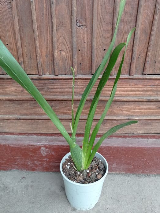 Орхидея Камбрия.