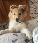 Owczarek szetlandzki  sheltie -piesek gotowy do odbioru z genetyką