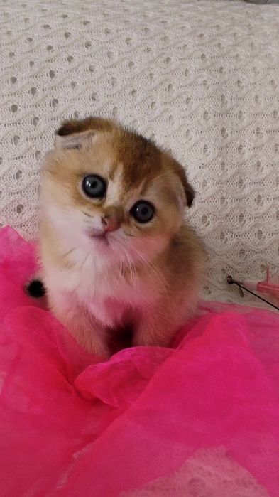 Золотая шиншилла прямоухие вислоухие котята мальчик девочка