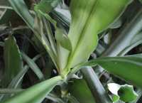 duża dracena fragrans pilne