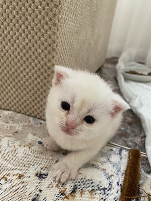 Британські та шотланські кошенята