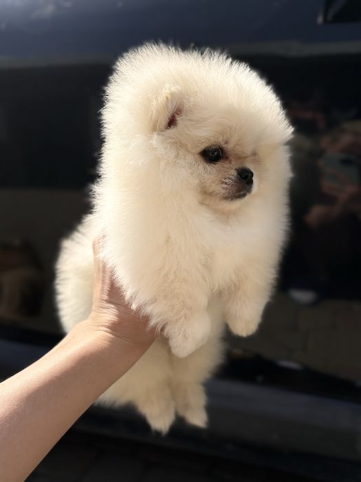 Шикарна дівчина Шоу класу