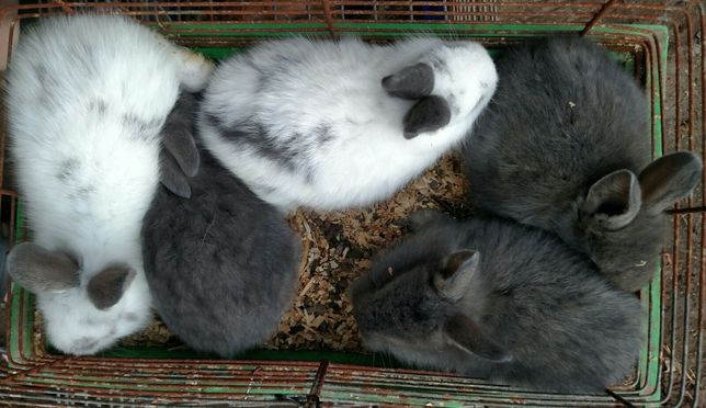 Кролики мини уникальные